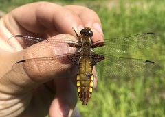 Libellula depressa