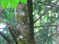 Certhia brachydactyla