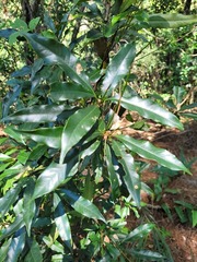Lithocarpus hancei
