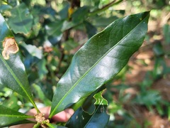 Lithocarpus hancei