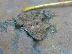 Bombina variegata