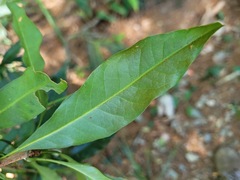 Lithocarpus hancei