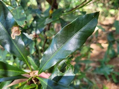 Lithocarpus hancei