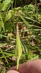 Tragopogon pratensis
