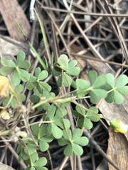 Oxalis exilis