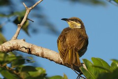 Gavicalis versicolor