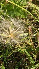 Tragopogon pratensis
