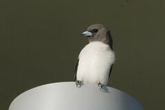 Artamus leucorynchus