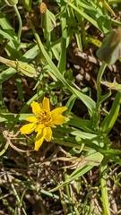 Tragopogon pratensis