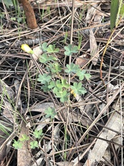 Oxalis exilis