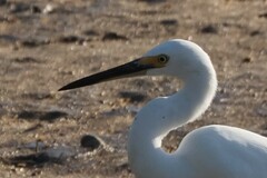 Egretta garzetta