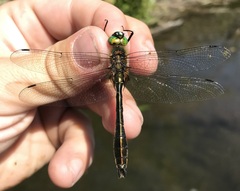 Cordulia aenea aenea