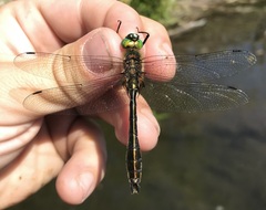 Cordulia aenea aenea