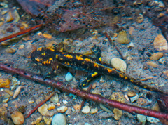 Salamandra salamandra