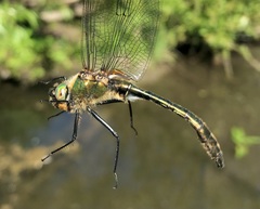 Cordulia aenea aenea