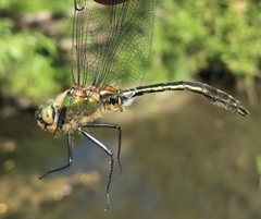 Cordulia aenea aenea