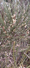 Hakea rostrata