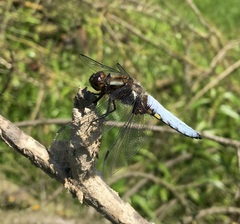 Libellula depressa