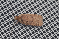 Agonopterix