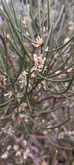 Hakea rostrata