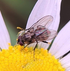 Muscidae