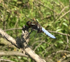 Libellula depressa