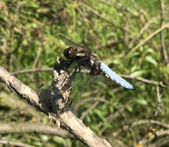 Libellula depressa