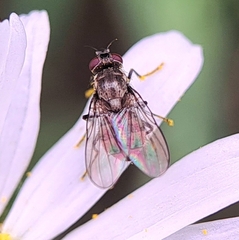 Muscidae