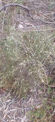 Hakea rostrata