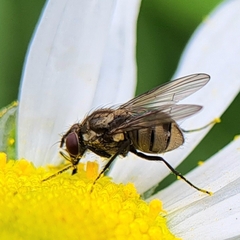 Muscidae