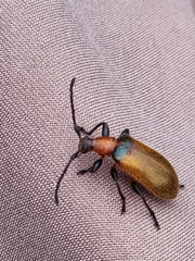 Ecnolagria rufescens