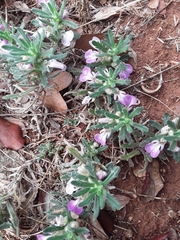 Ajuga iva iva