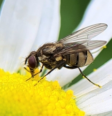 Muscidae