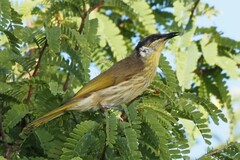 Gavicalis versicolor