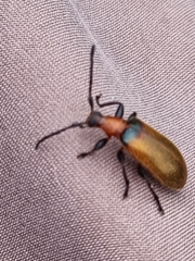 Ecnolagria rufescens