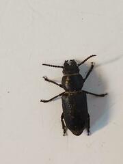 Spondylis buprestoides