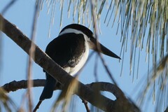 Todiramphus sordidus