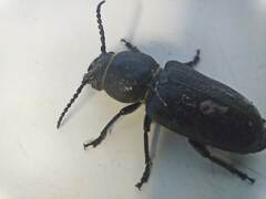 Spondylis buprestoides