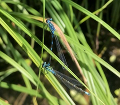 Coenagrion pulchellum