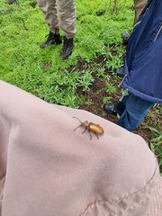 Ecnolagria rufescens