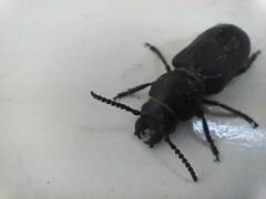 Spondylis buprestoides