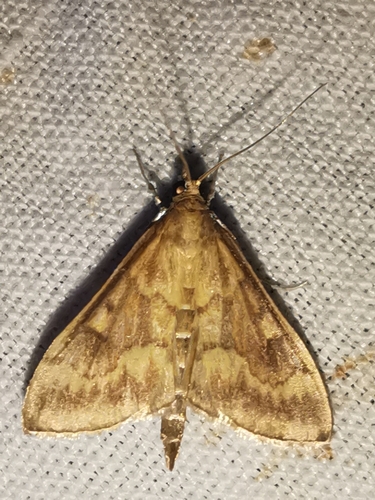 Ostrinia nubilalis
