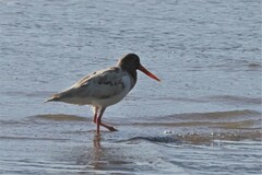Haematopus longirostris