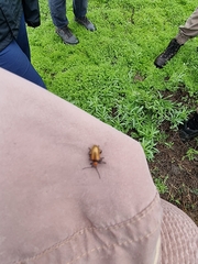 Ecnolagria rufescens