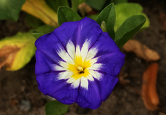 Convolvulus tricolor