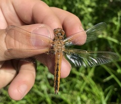 Libellula fulva
