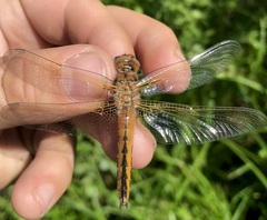 Libellula fulva