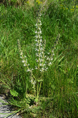 Salvia austriaca