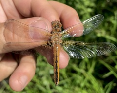 Libellula fulva