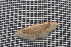 Idaea degeneraria